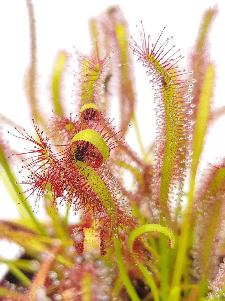 Drosera Capensis - Samen