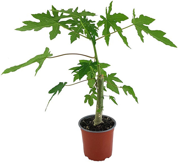 papaya zimmerpflanze Carica papaya