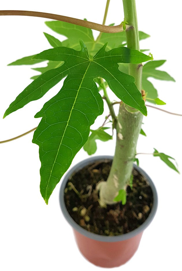 Carica papaya - echte Papaya