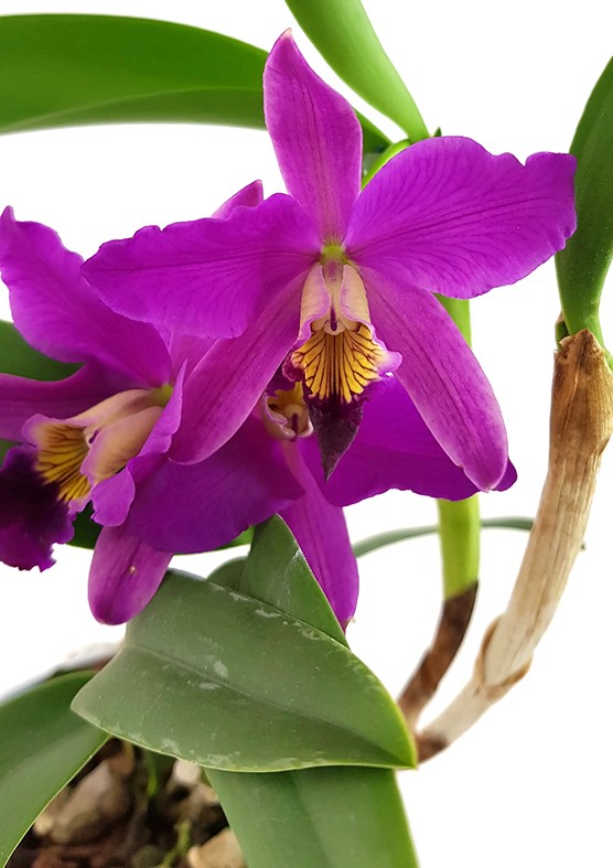 Cattleya Hybride - leuchtend pinke Blüten