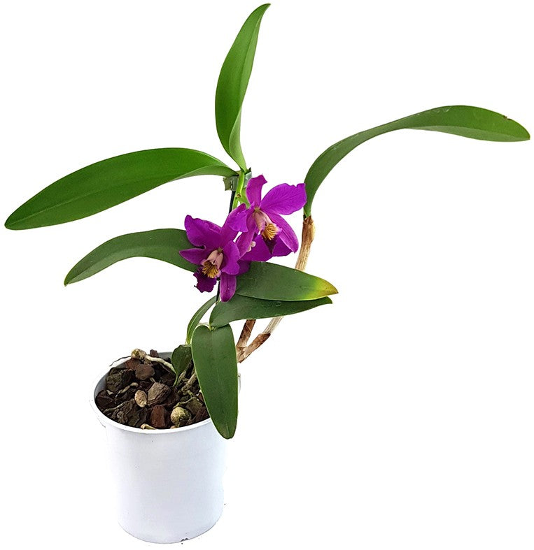 Cattleya Hybride - leuchtend pinke Blüten