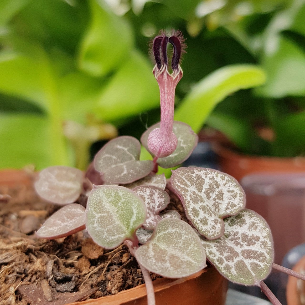 Ceropegia linearis ssp. woodii - Leuchterblume