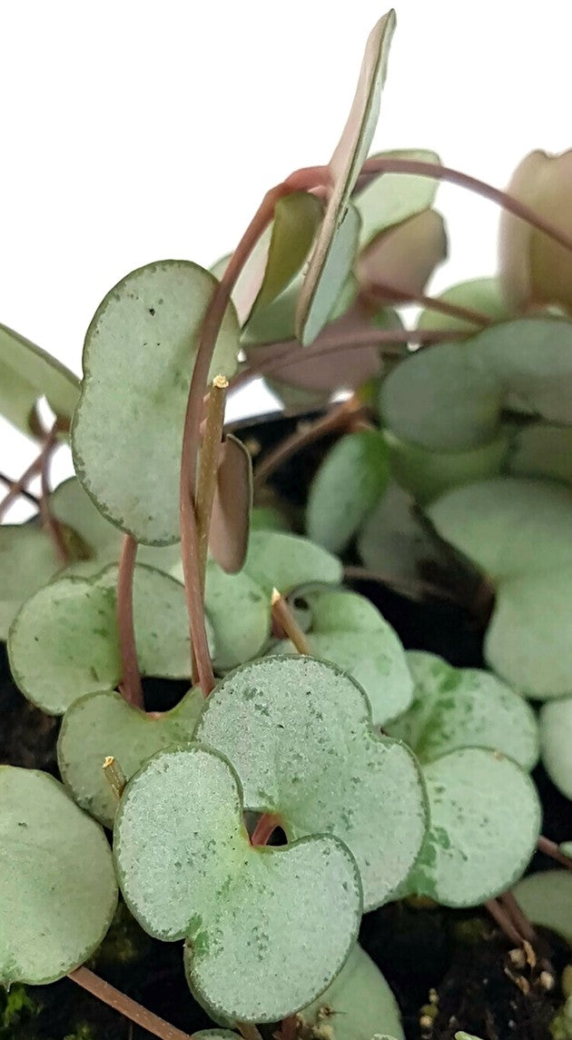 Ceropegia &quot;Silver Glory&quot; - seltene Leuchterblume