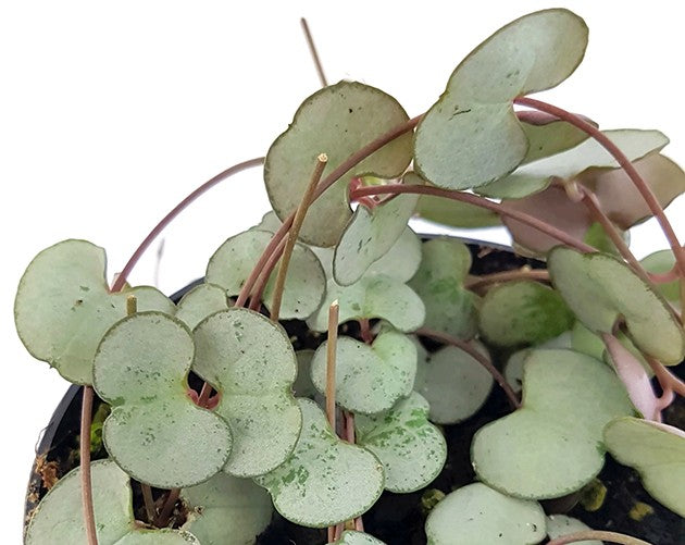 Ceropegia &quot;Silver Glory&quot; - seltene Leuchterblume