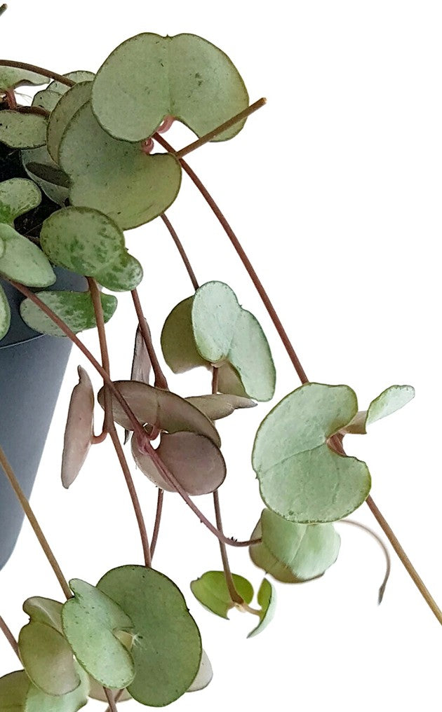 Ceropegia &quot;Silver Glory&quot; - seltene Leuchterblume