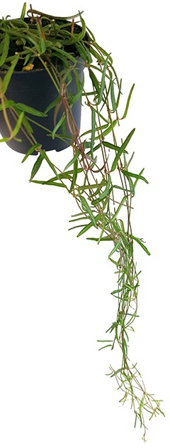 Ceropegia linearis ssp. debilis - Leuchterblume