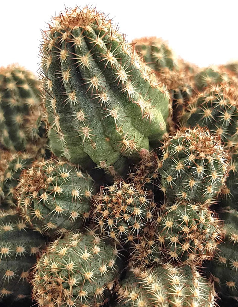 Chamaecereus Hybride - Zwergcereus