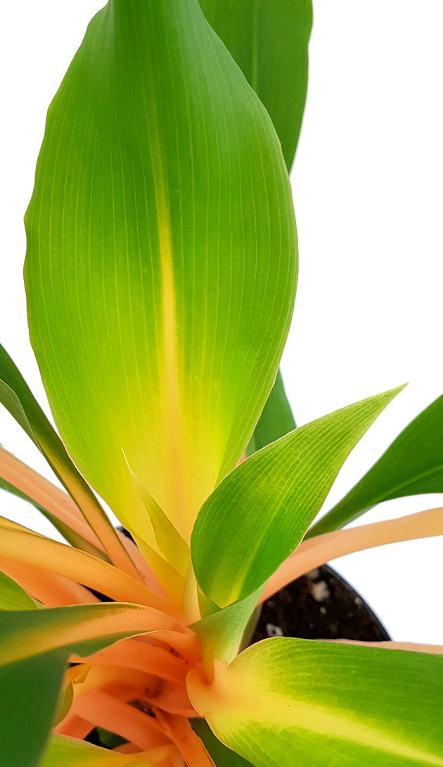 Chlorophytum orchidastrum "Green Orange" - Grünlilie