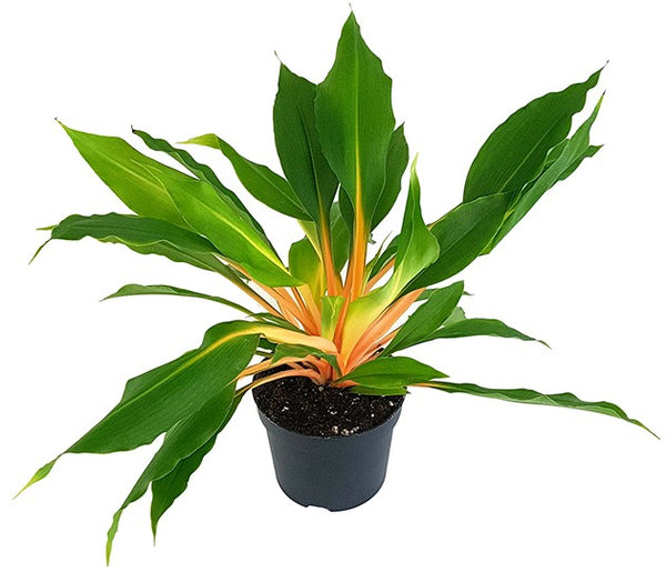 Chlorophytum orchidastrum 