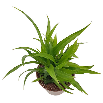 Chlorophytum lemon - Grünlilie