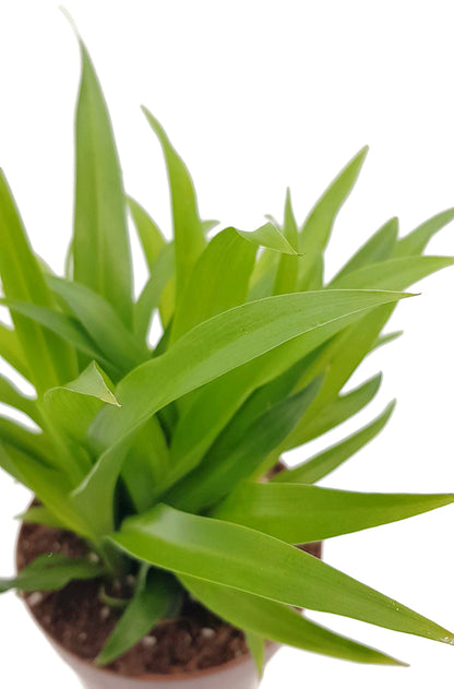 Chlorophytum lemon - Grünlilie