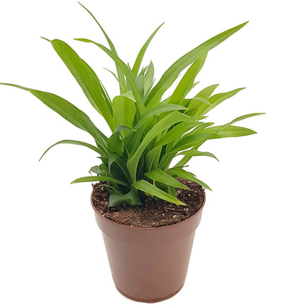 Chlorophytum lemon - Grünlilie