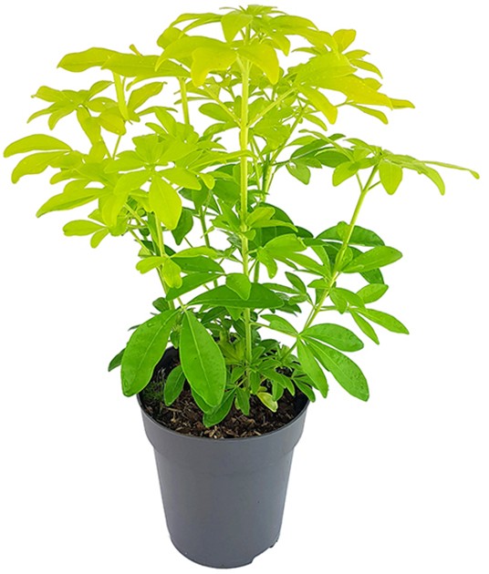 Choisya "Sundance" - mexikanische Orangenblume