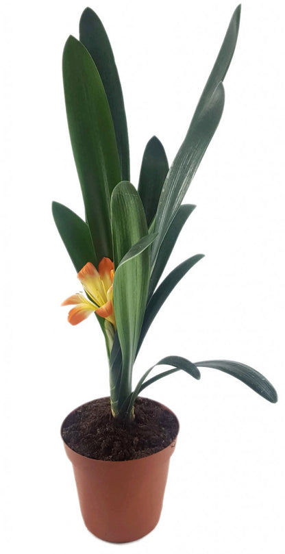 Clivia Hybride - gelb - orange Klivie