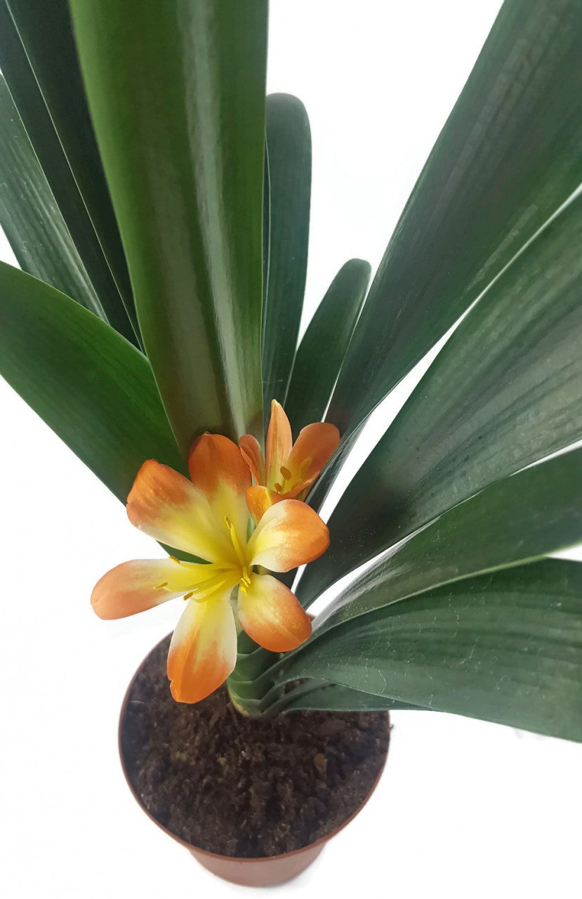 Clivia Hybride - gelb - orange Klivie