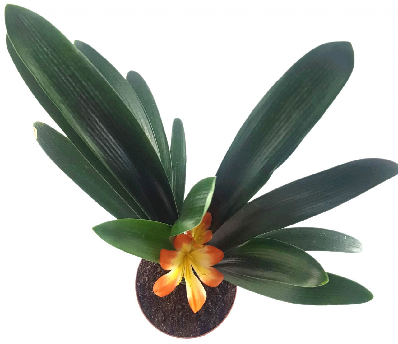 Clivia Hybride - gelb - orange Klivie