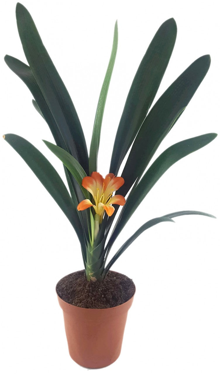 Clivia Hybride - gelb - orange Klivie