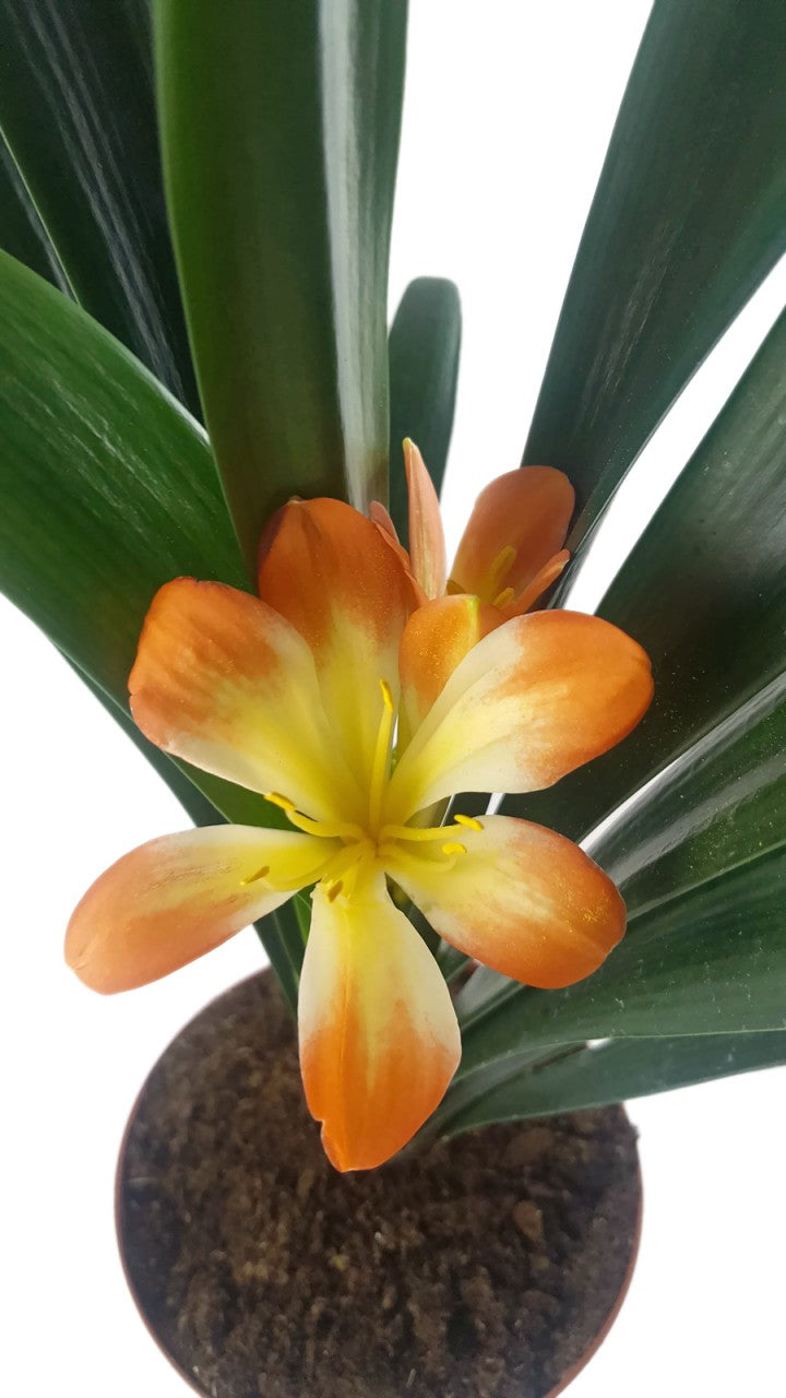 Clivia Hybride - gelb - orange Klivie