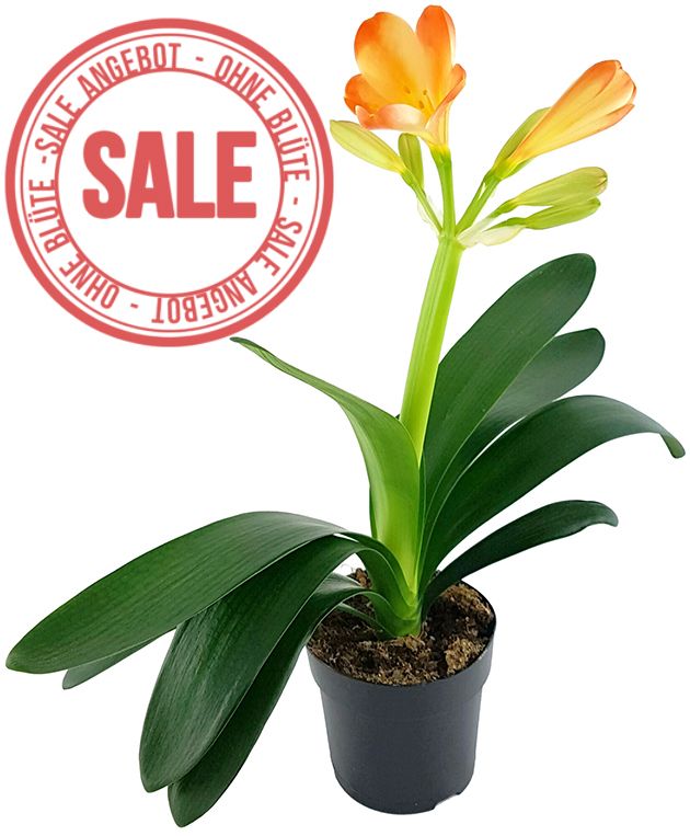 Clivia Miniata "White Lips" - orange-weiße Klivie - SALE ohne Blüte
