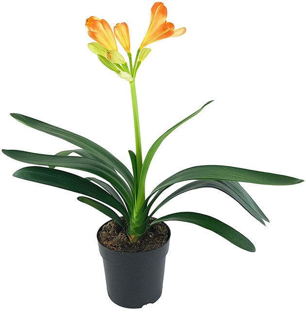 Clivia Miniata "White Lips" - orange-weiße Klivie