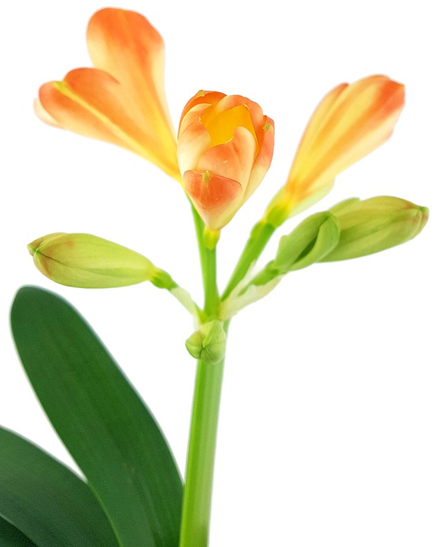 Clivia Miniata "White Lips" - orange-weiße Klivie - SALE ohne Blüte