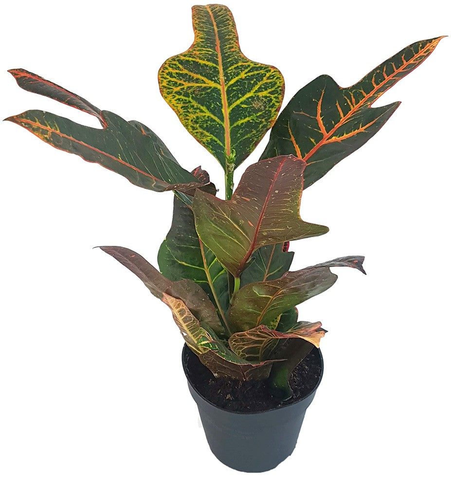 Codiaeum Croton "Excellent" - dunkler Wunderstrauch