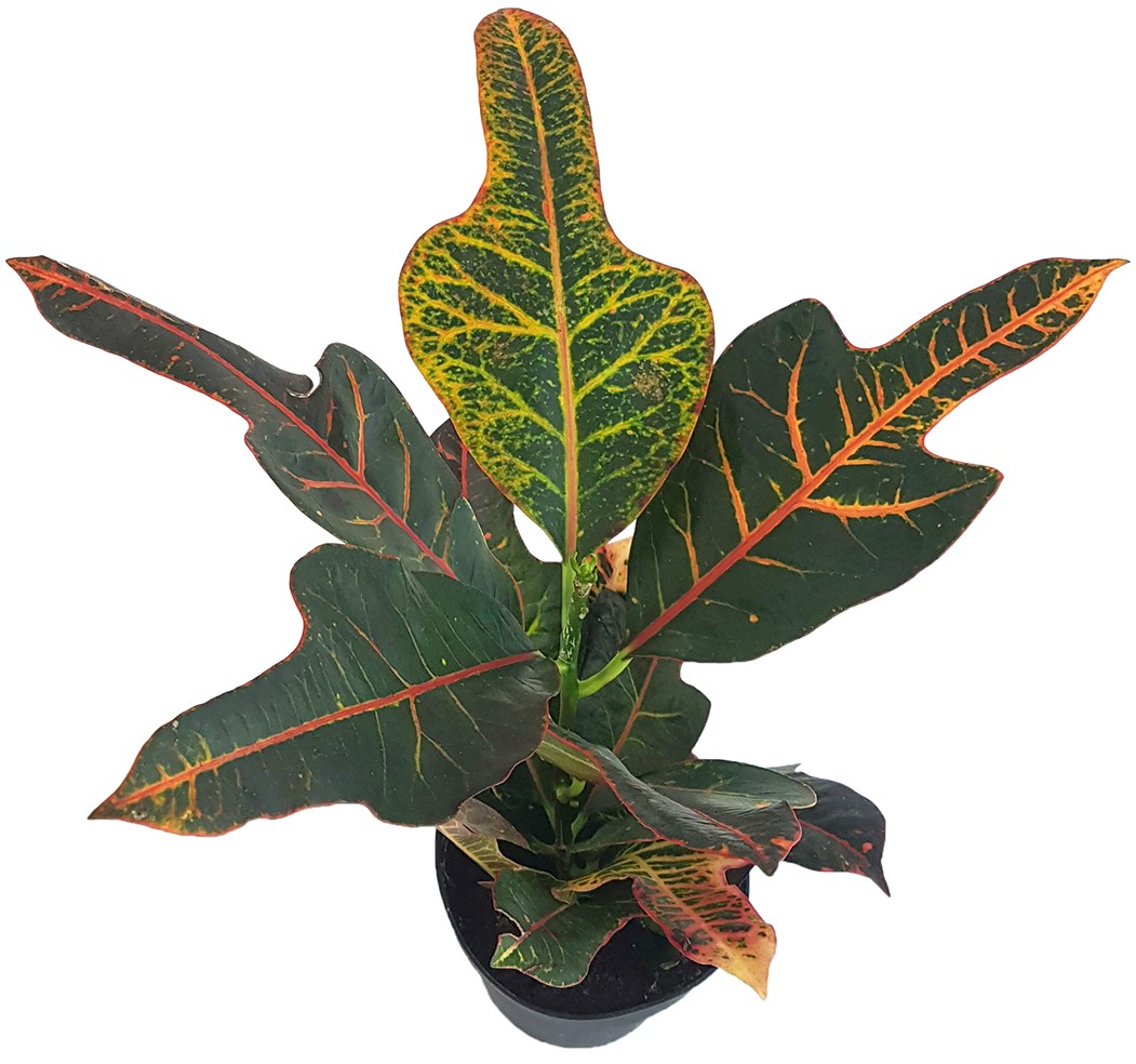 Codiaeum Croton "Excellent" - dunkler Wunderstrauch