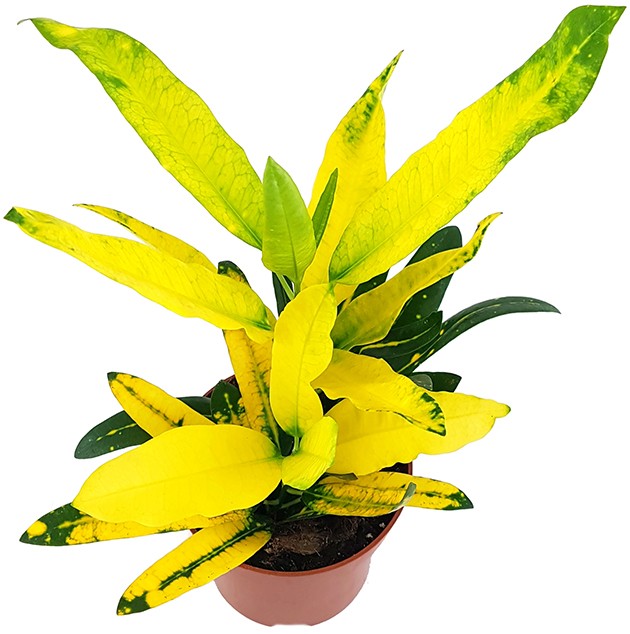 Codiaeum Croton "Sunny Star" - strahlender Wunderstrauch