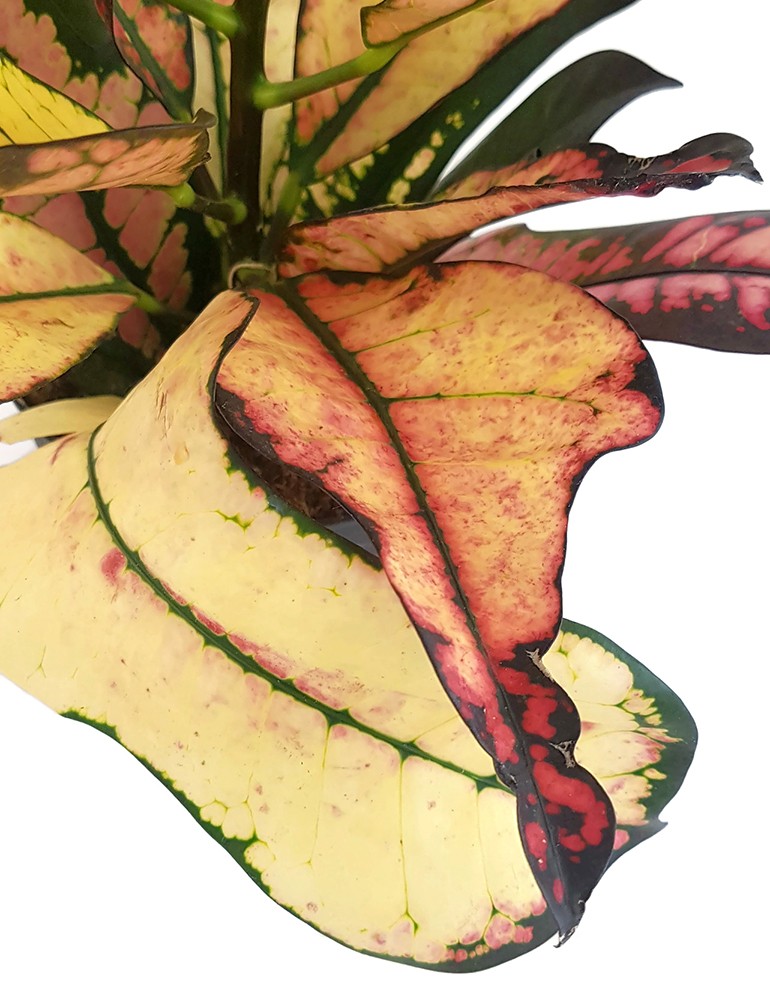 Codiaeum Croton "Wilma" - bunter Wunderstrauch