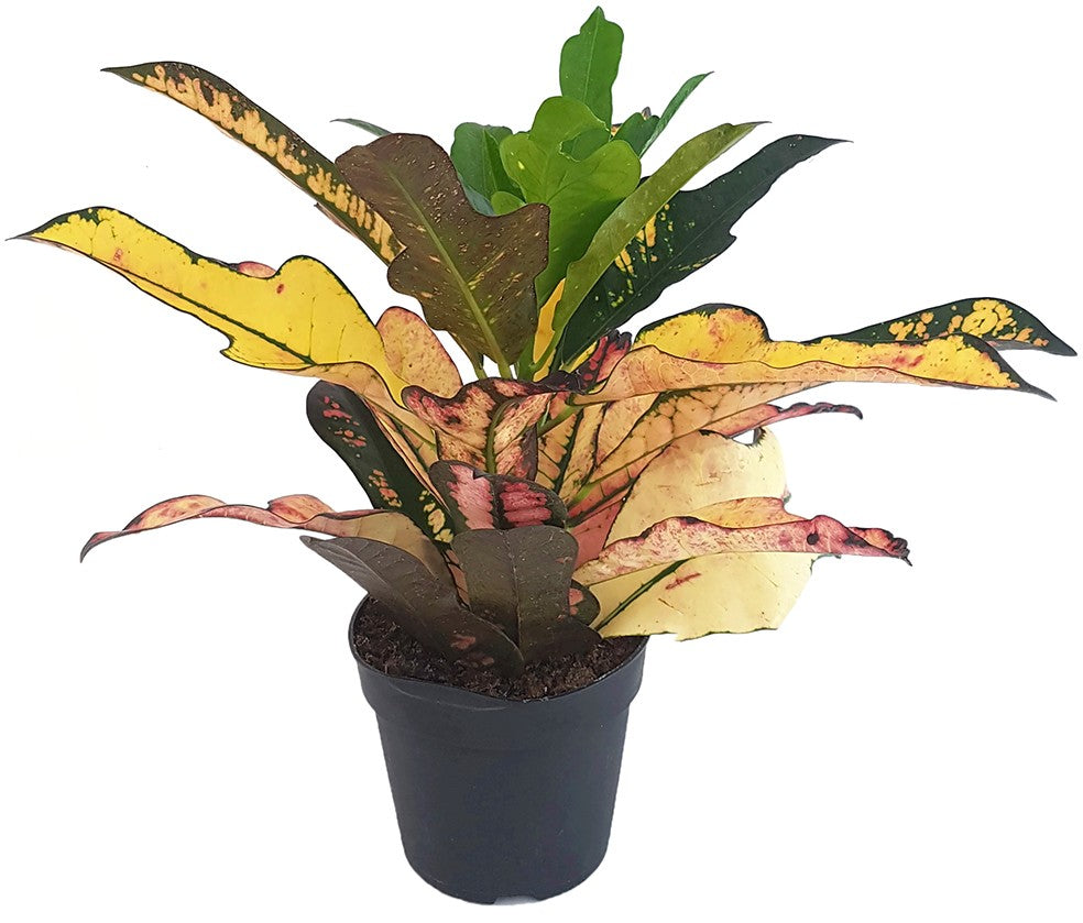 Codiaeum Croton &quot;Wilma&quot; - bunter Wunderstrauch