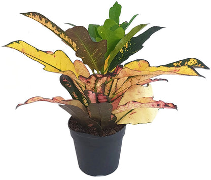 Codiaeum Croton &quot;Wilma&quot; - bunter Wunderstrauch