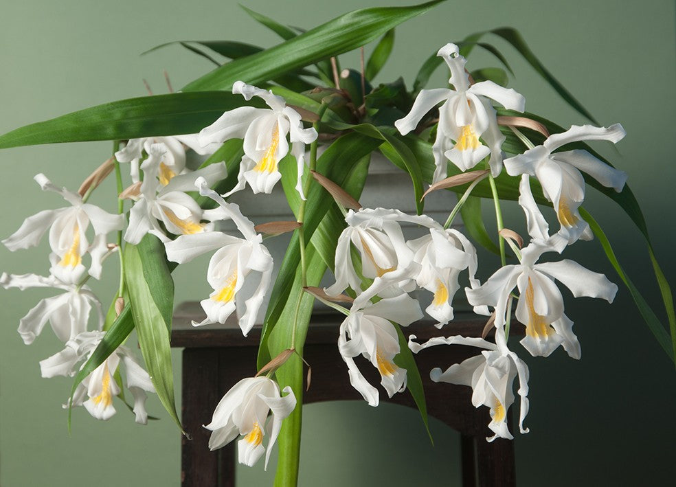 Coelogyne cristata - Engelsorchidee