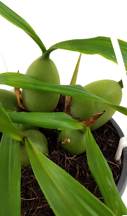 Coelogyne cristata - Engelsorchidee