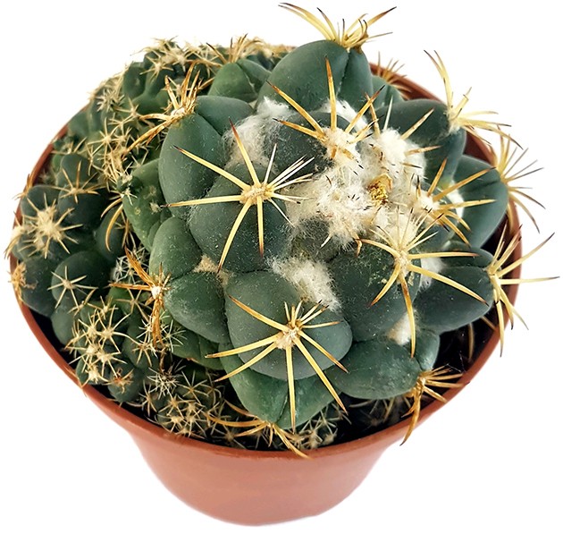 Coryphantha elephantidens - großwarziger Kaktus