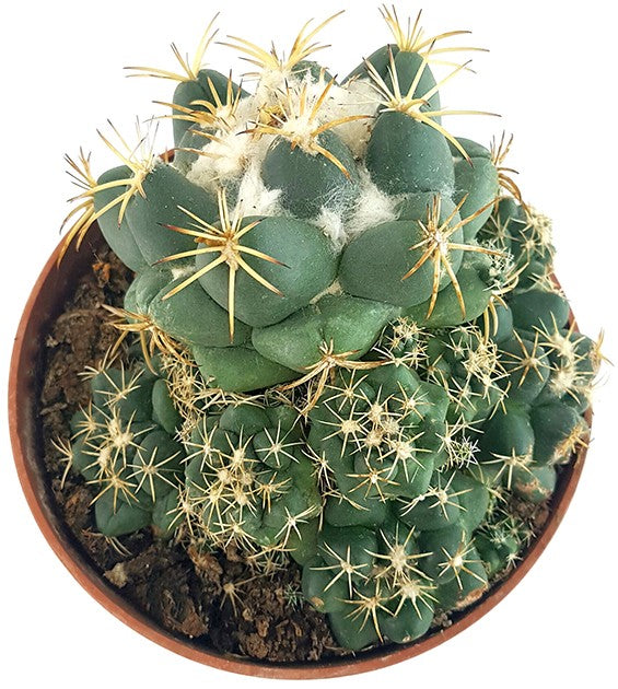 Coryphantha elephantidens - großwarziger Kaktus