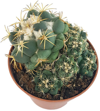 Coryphantha elephantidens - großwarziger Kaktus