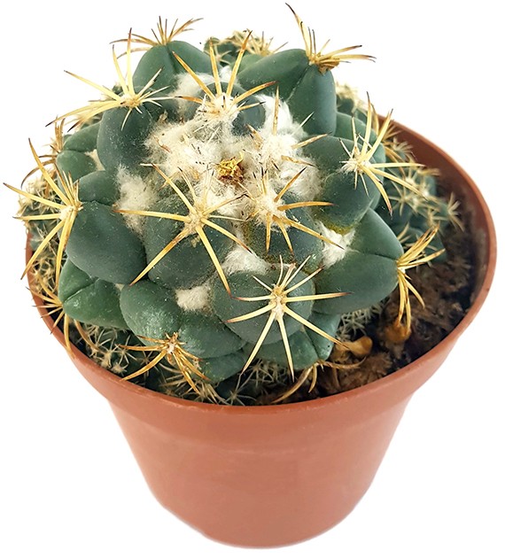 Coryphantha elephantidens - großwarziger Kaktus