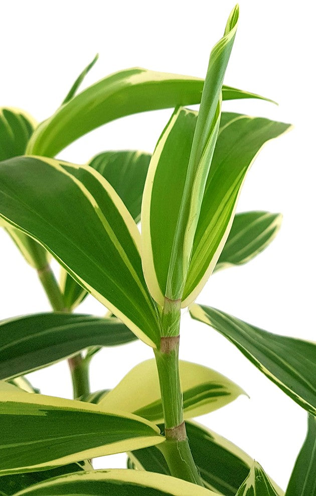 Costus &quot;Arabicus Variegata&quot; - Spiral-Ingwer