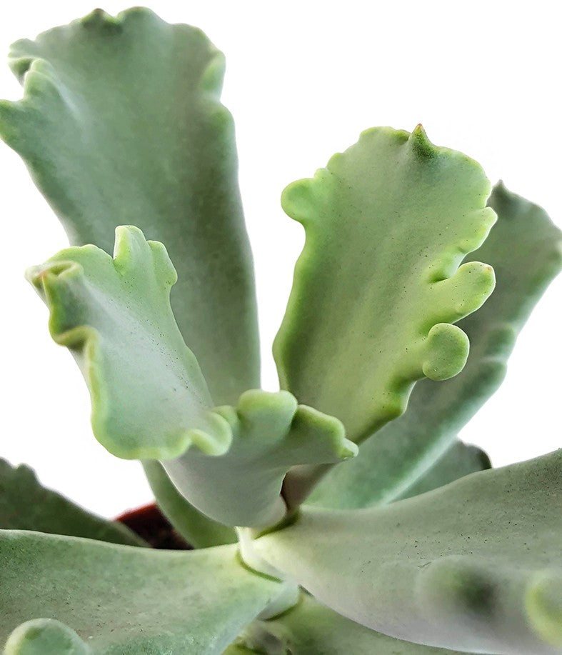 Cotyledon Coral - Sukkulente