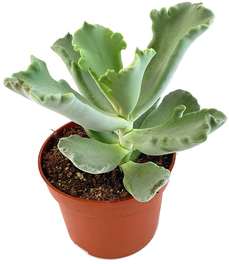 Cotyledon Coral - Sukkulente