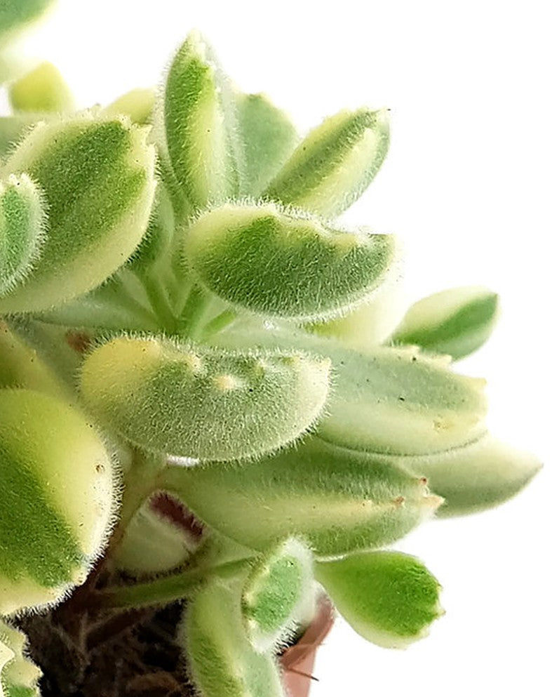 Cotyledon ladismithiensis variegata - Sukkulente