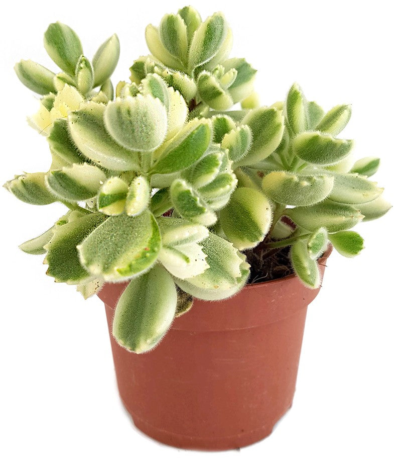 Cotyledon ladismithiensis variegata - Sukkulente