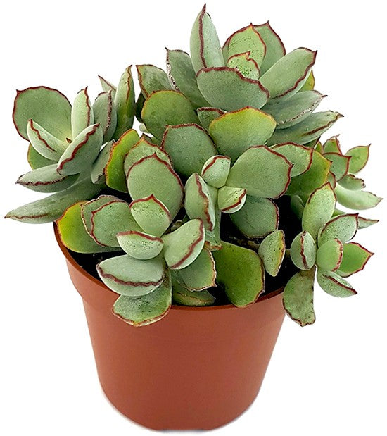 Cotyledon &quot;Choco Line&quot; - Sukkulente