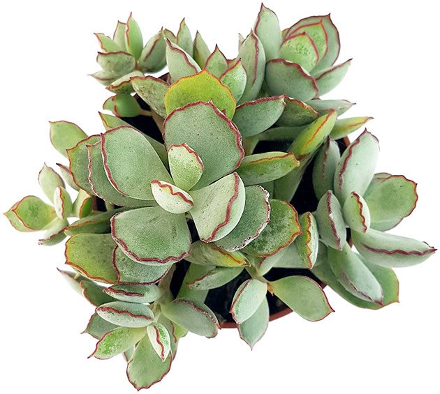 Cotyledon &quot;Choco Line&quot; - Sukkulente