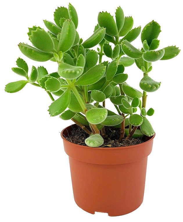 Cotyledon ladismithiensis green - Sukkulente