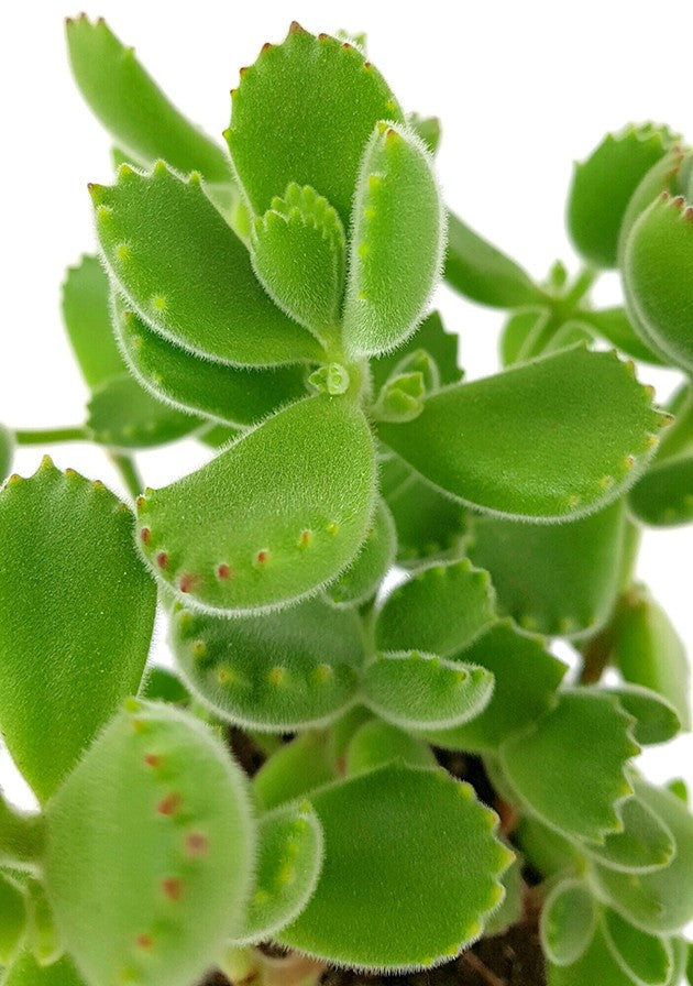 Cotyledon ladismithiensis green - Sukkulente