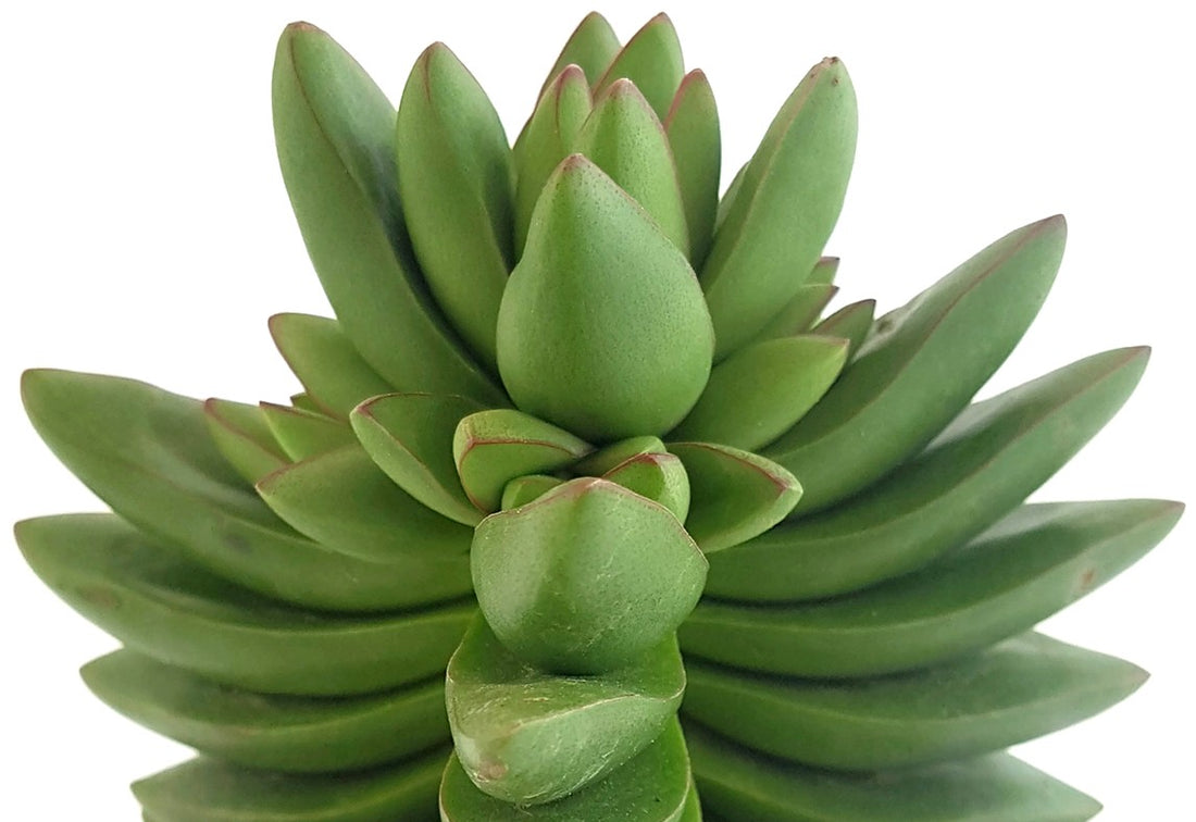 Crassula "Benjamin" - Sukkulente