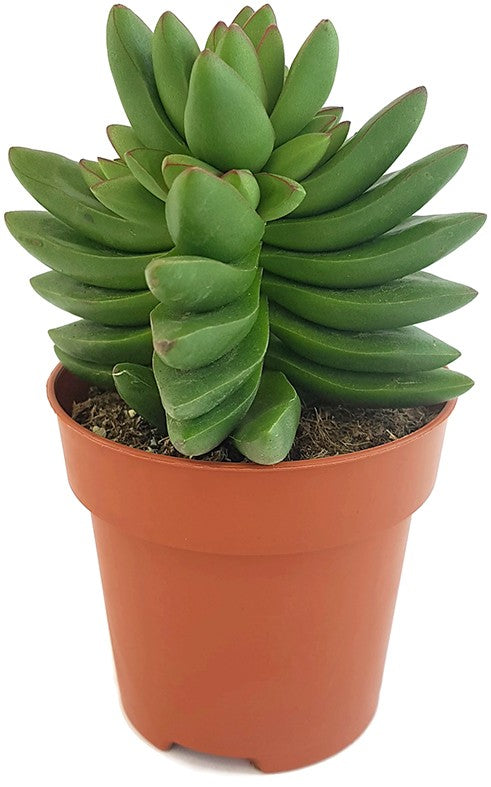 Crassula &quot;Benjamin&quot; - Sukkulente