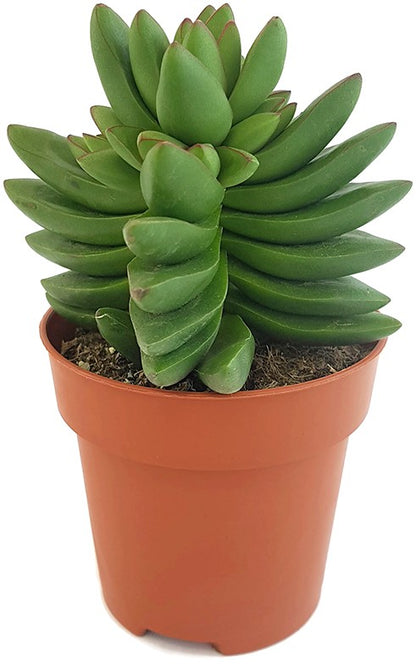 Crassula &quot;Benjamin&quot; - Sukkulente