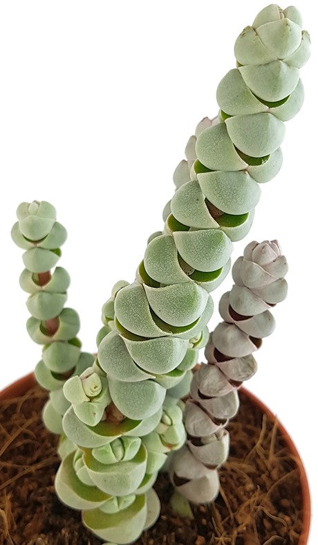 Crassula deceptor - Zwergsukkulente